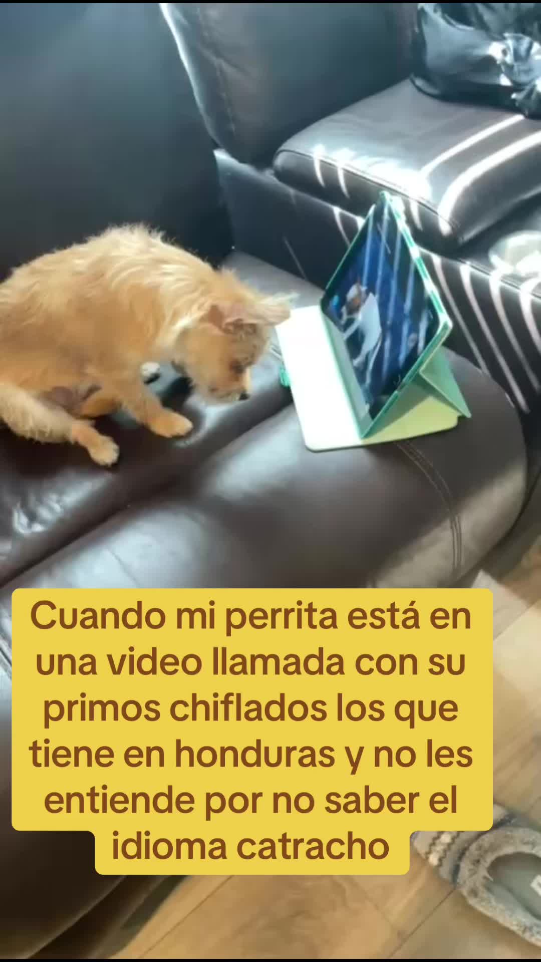 @Dany Guillén