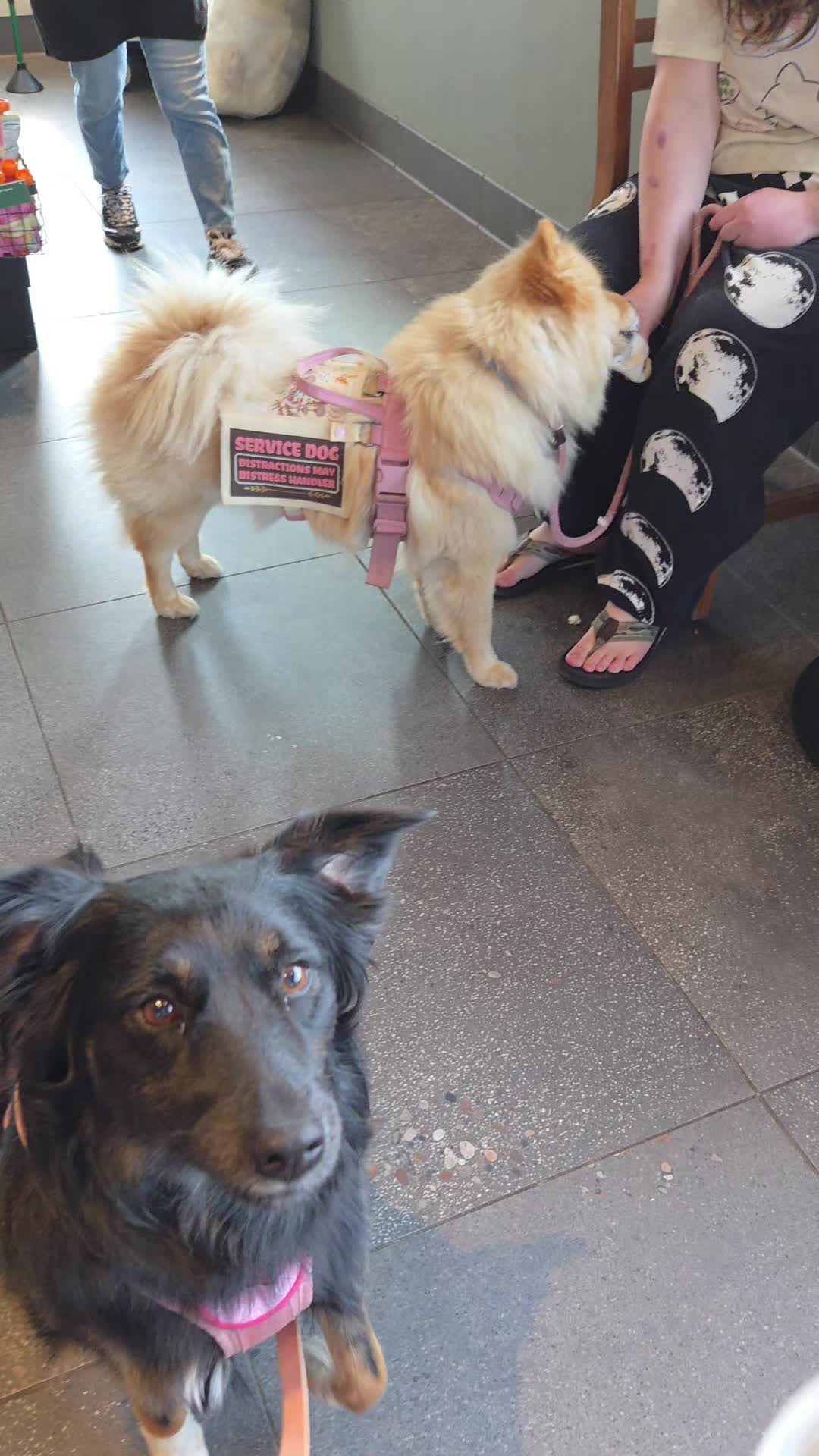 @Nala the Service aussie