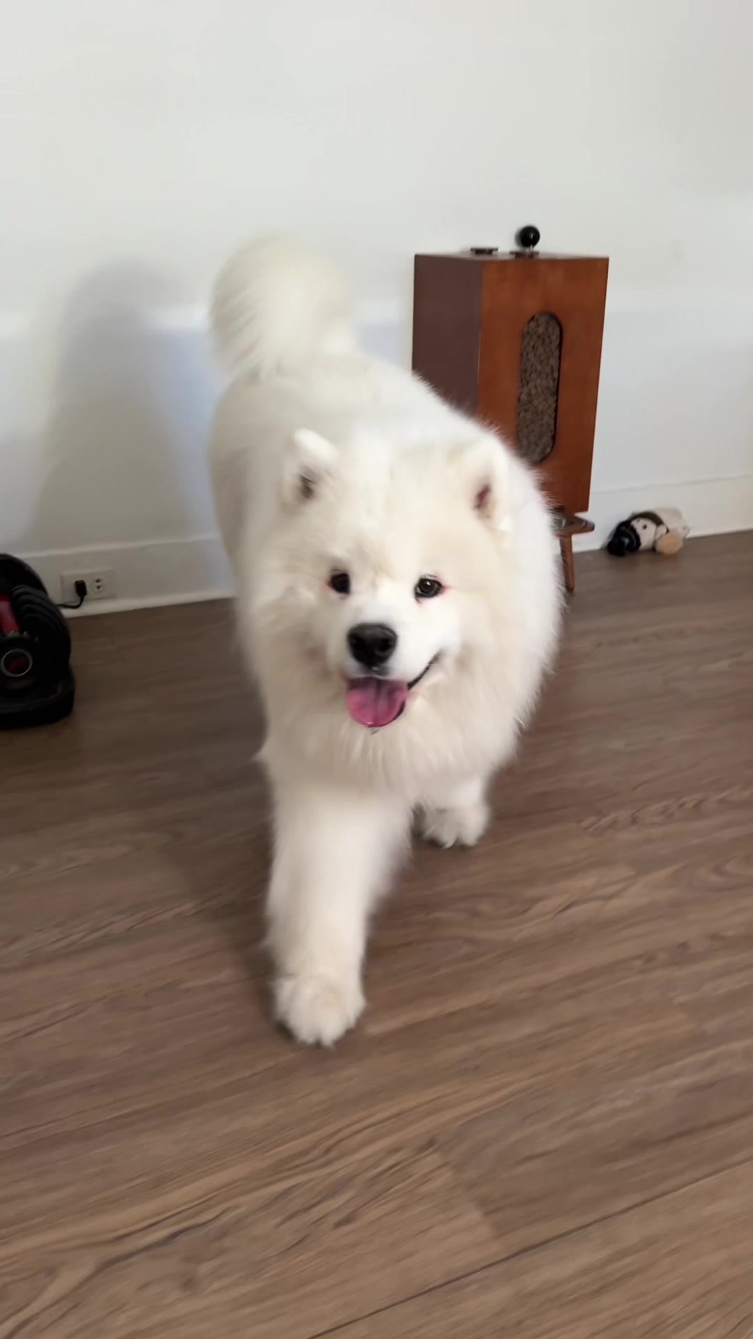 @Biff the Samoyed