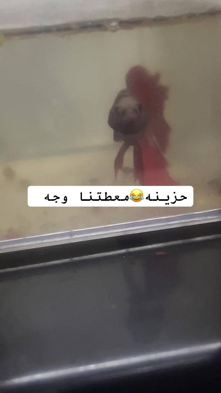 @أيلانو🦋🎀Elano