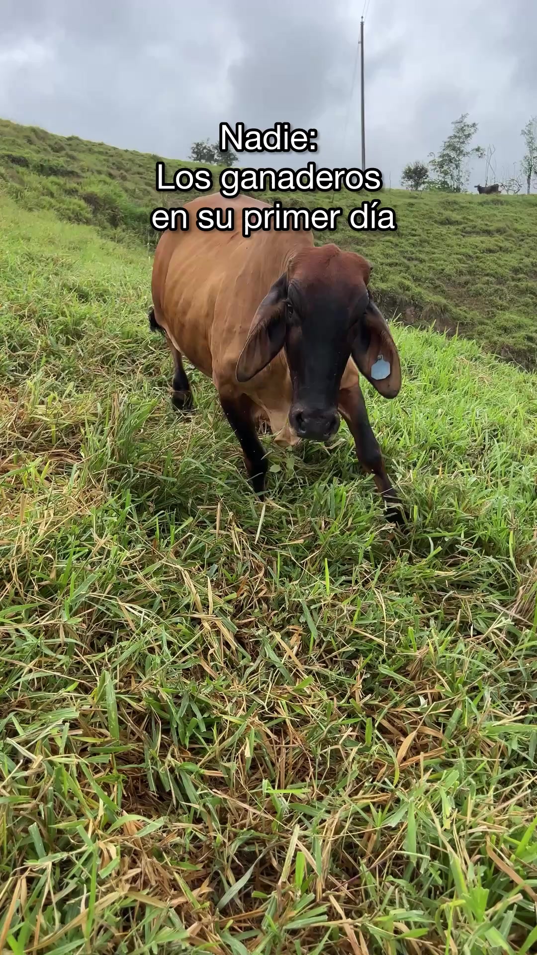 @Alejandro Gavilanez