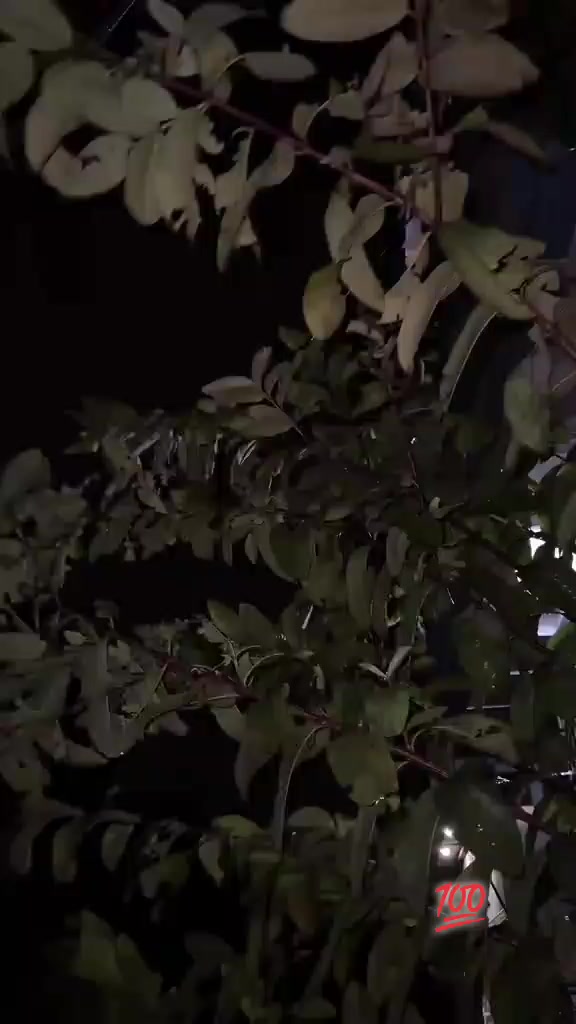 @S꙰A꙰R꙰D꙰A꙰R꙰ H꙰A꙰M꙰Z꙰A꙰