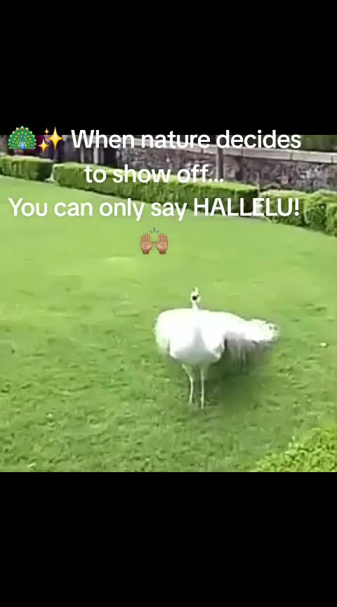 @sunnymackson