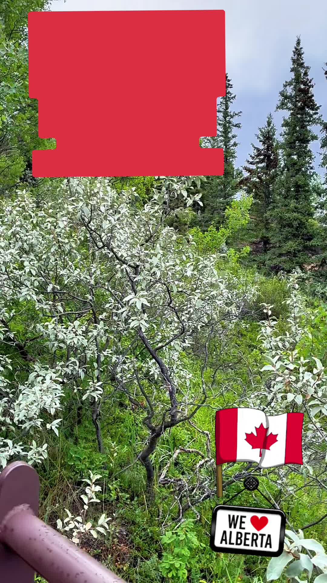 @Rosn🇳🇵🇨🇦