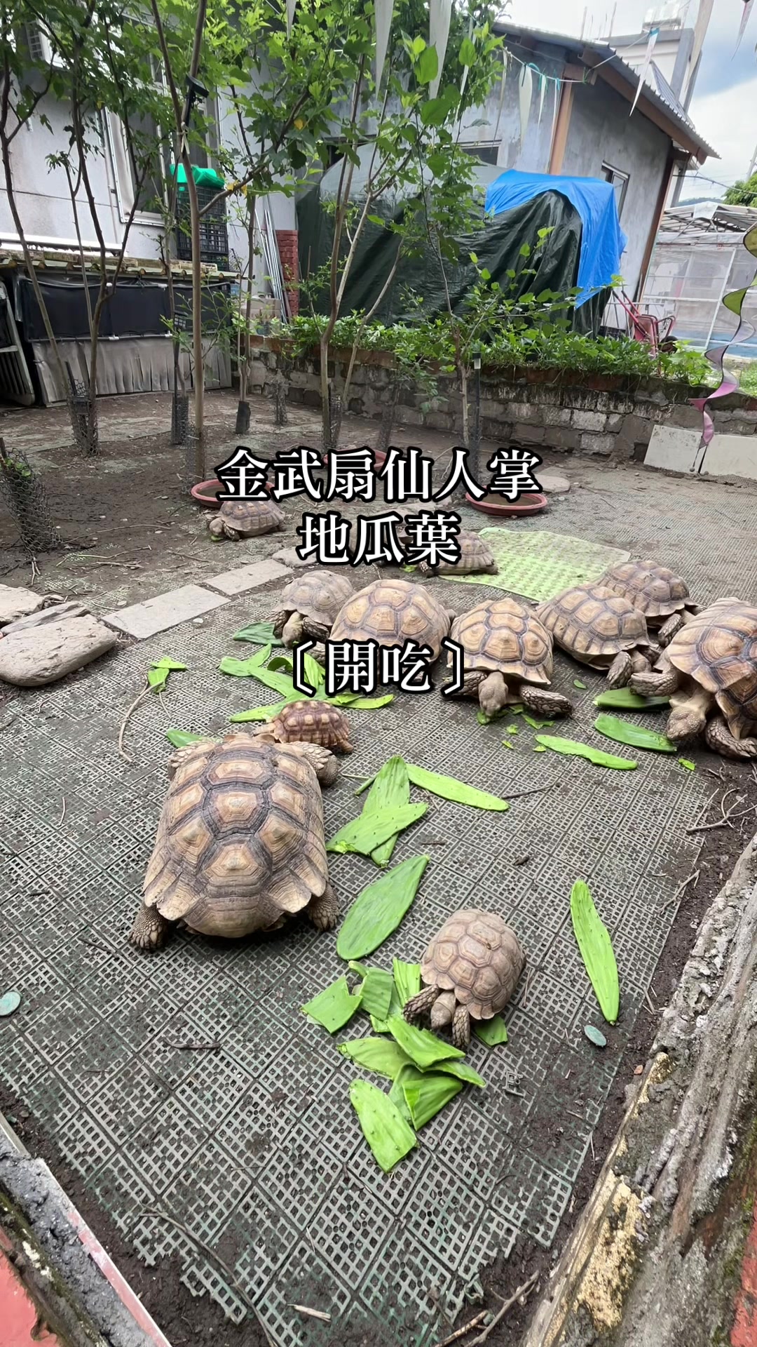 @琰 𝓛𝓸𝓷𝓰來了🐉〽️蘇卡達sulcata陸龜