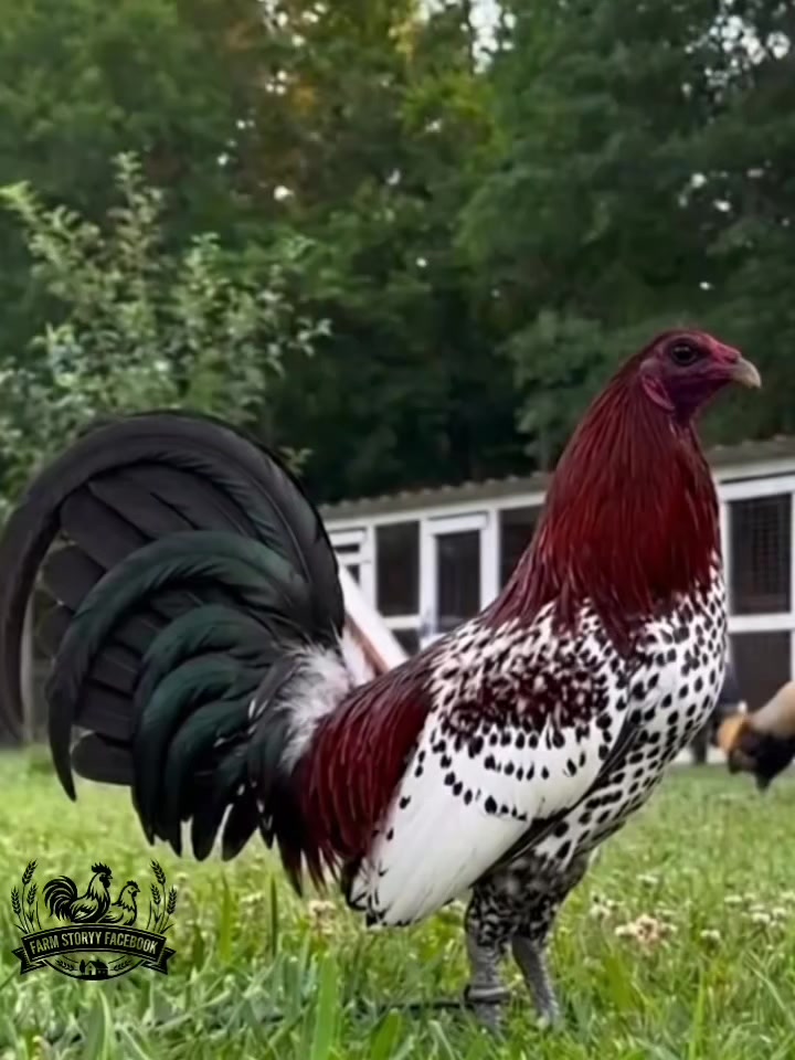@Gamefowl Story