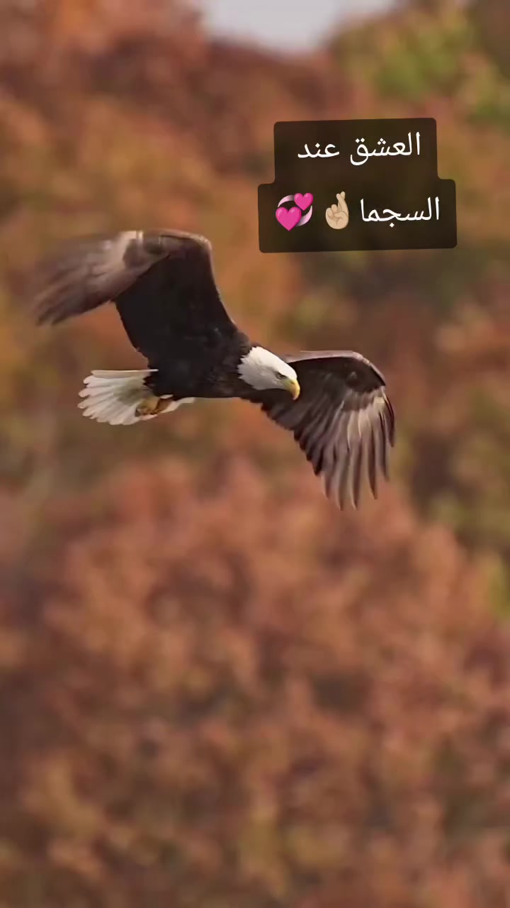 @امير الحازمي