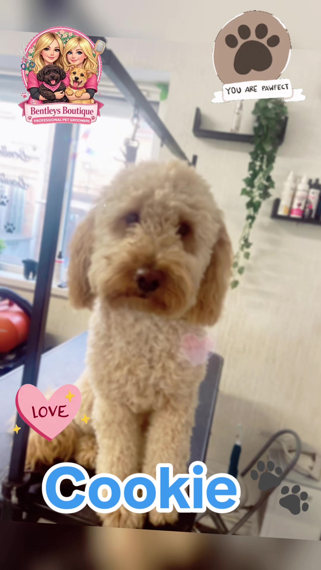 @Bentleys Boutique Pet Groomers