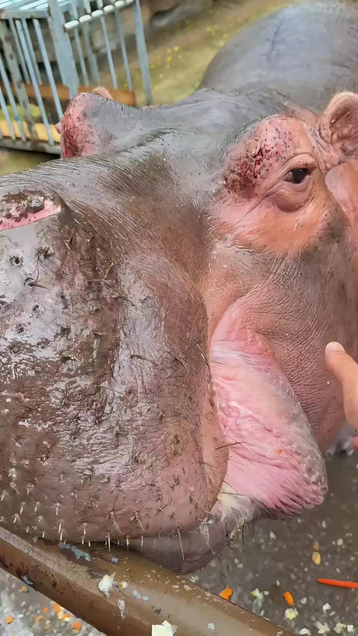 @Hippo