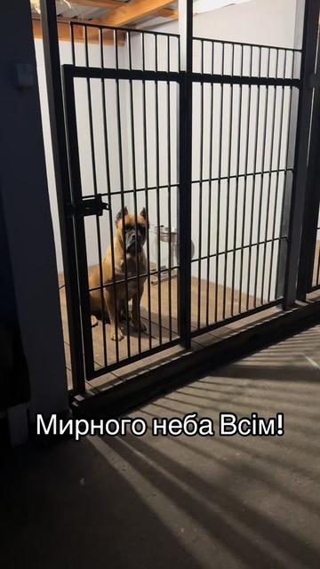 @Кане Корсо