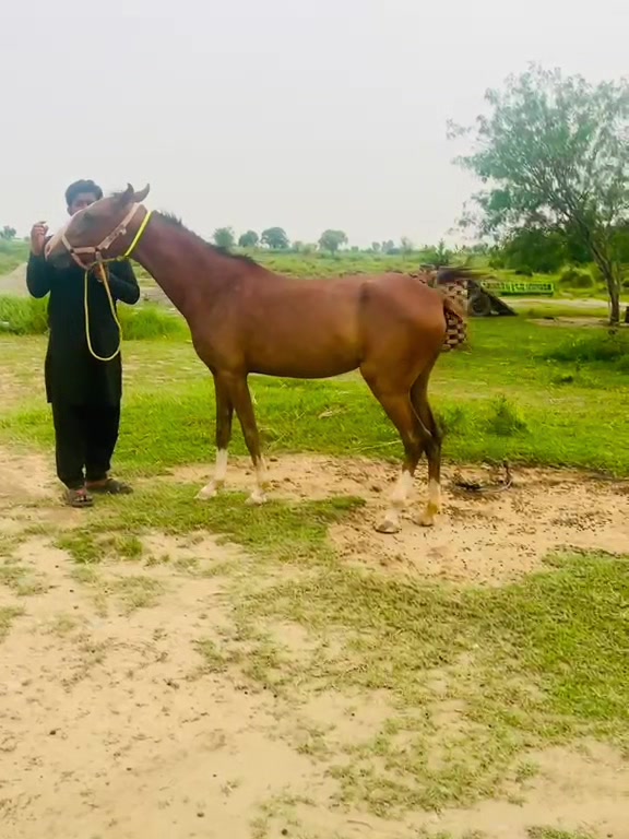 @hamara village sipyala🐴🐎🇵🇰