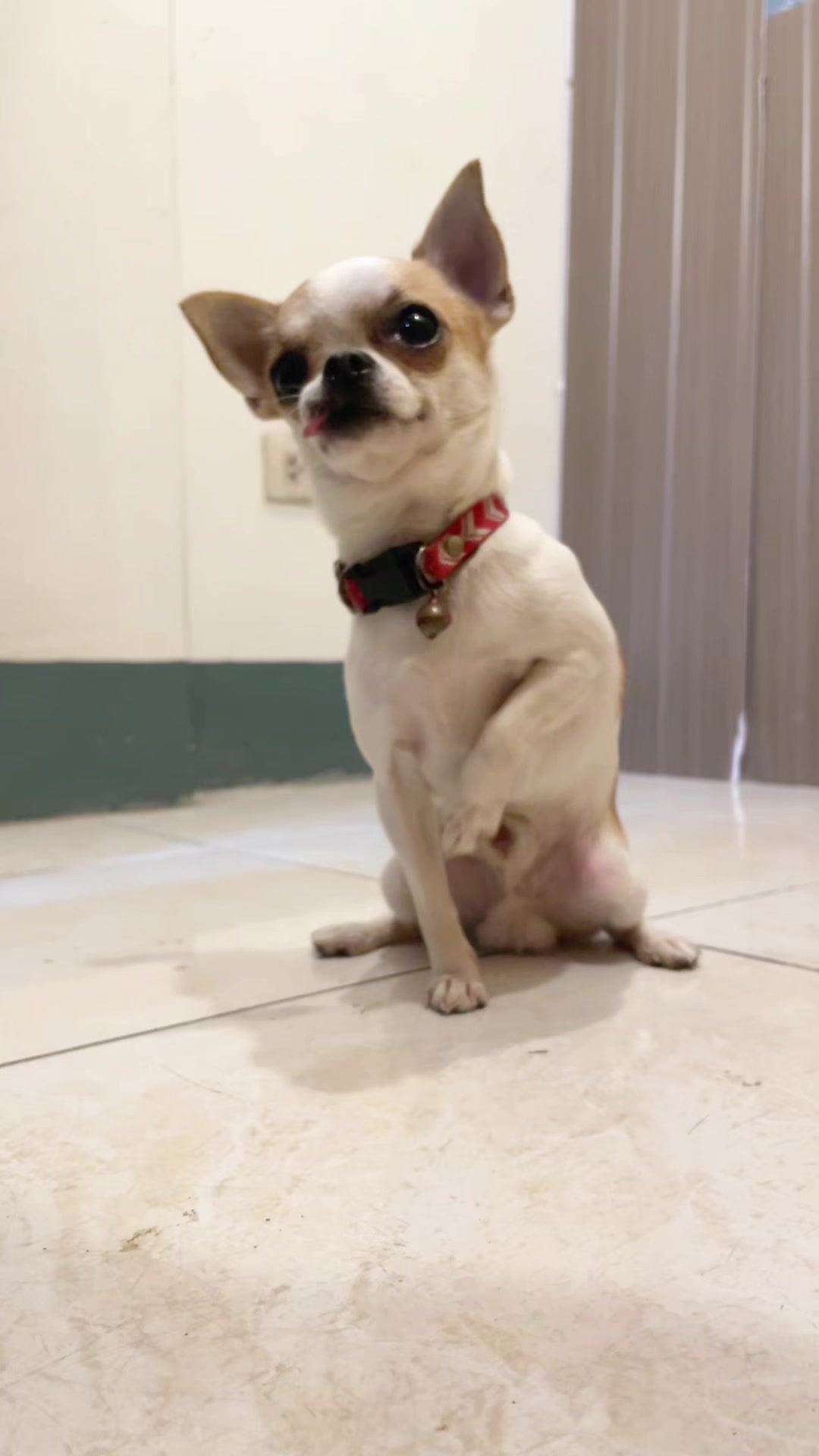 @บิ๊กบอสลูกมีน่า🐶
