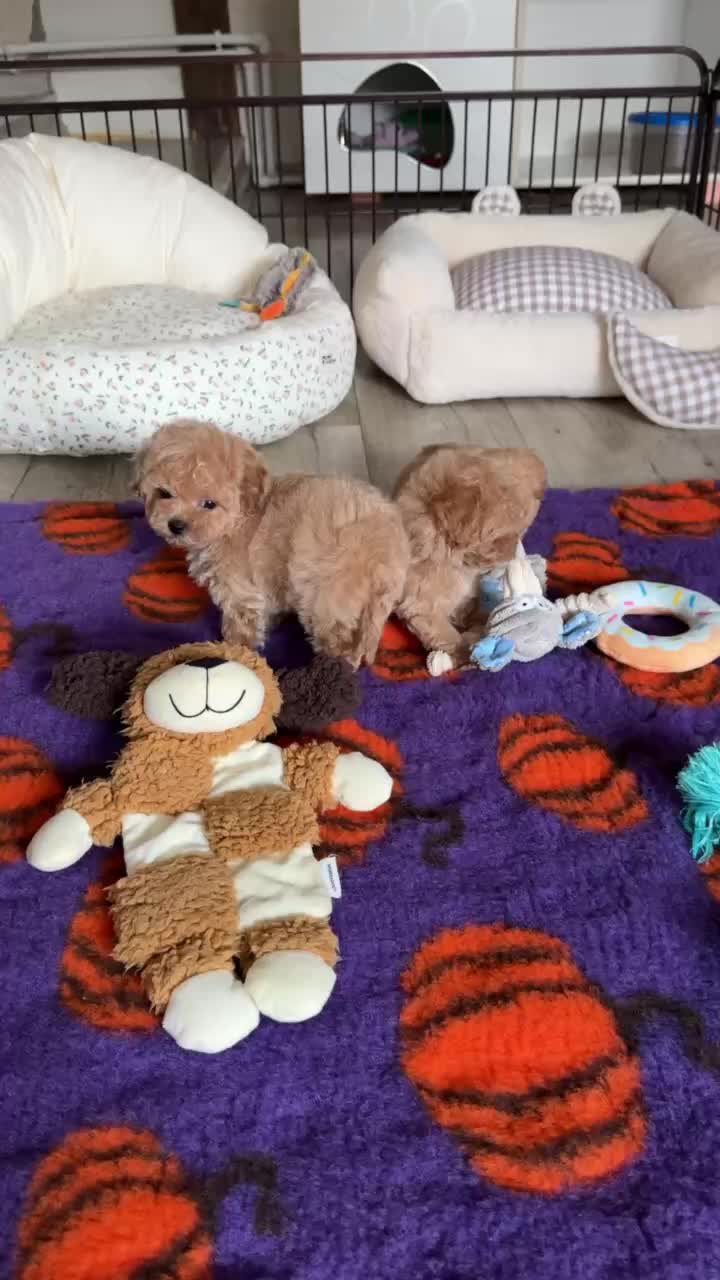 @kate_pomeranianl