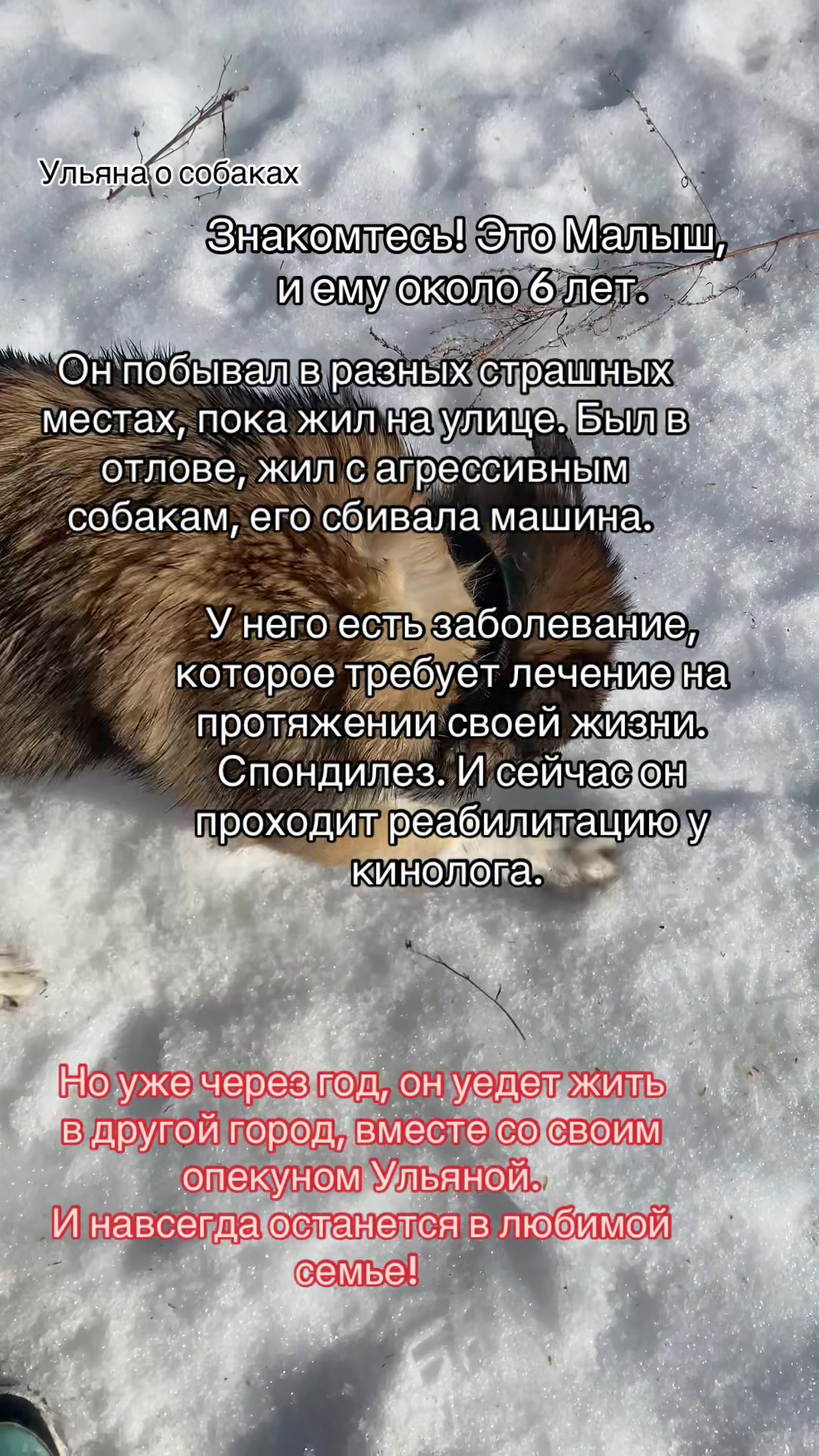 @Ульяна о собаках