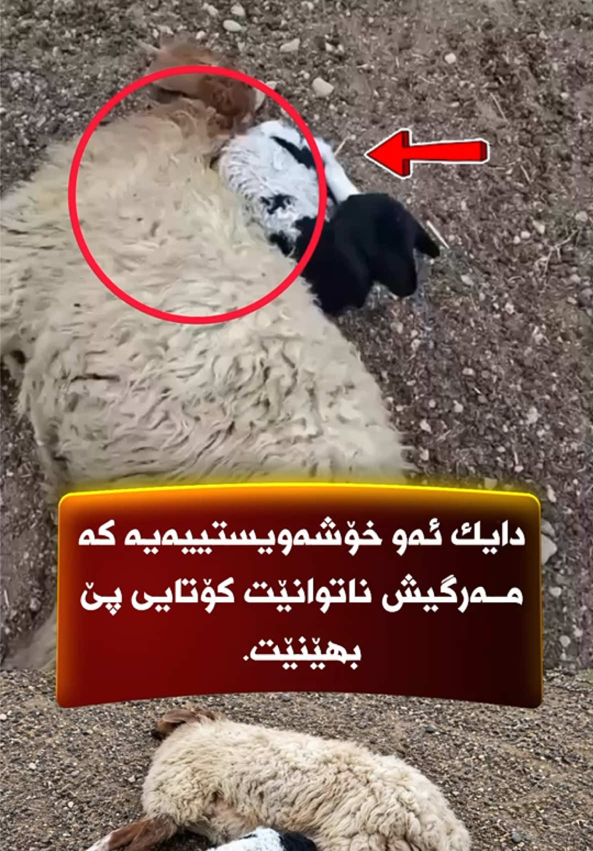 @جیگر هـــەركی🎤📺