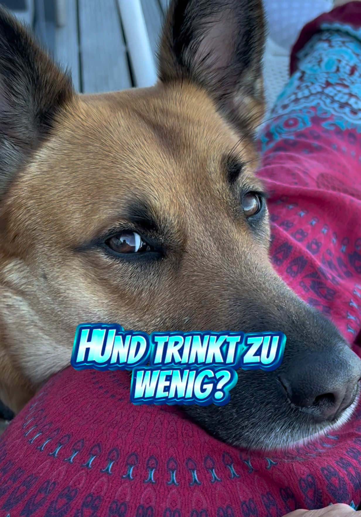 @INSAbenteuerHund