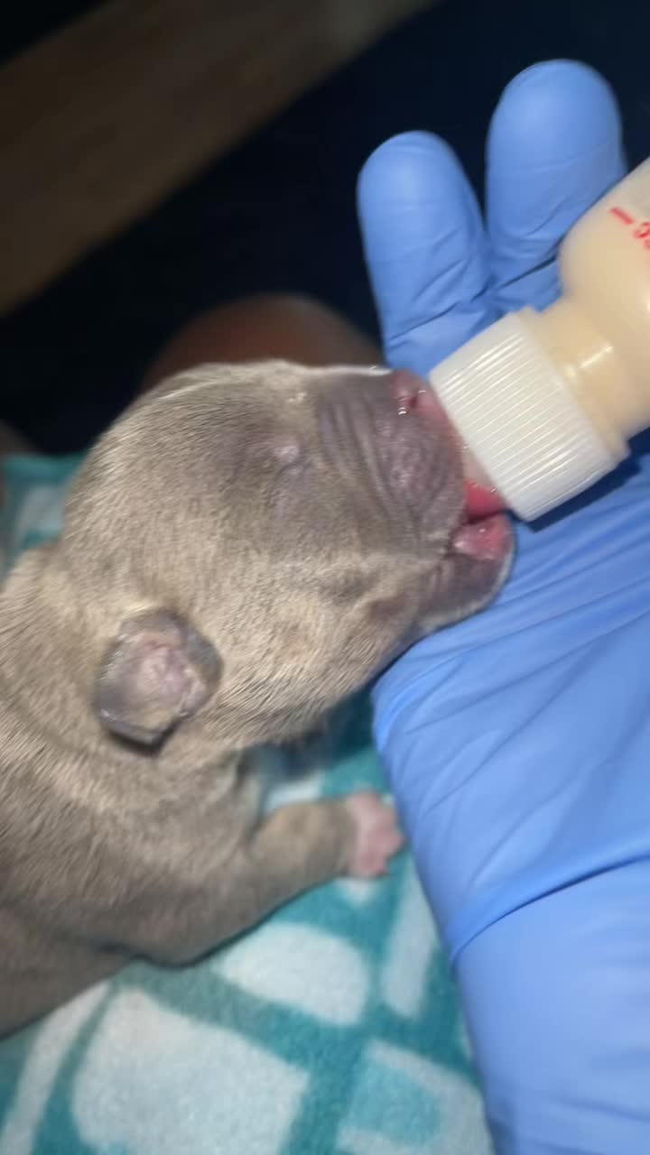 @gardnerkennel08