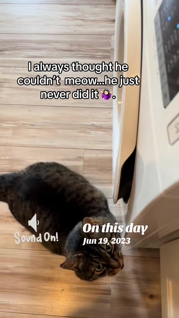 @Joep_the_ rescuecat
