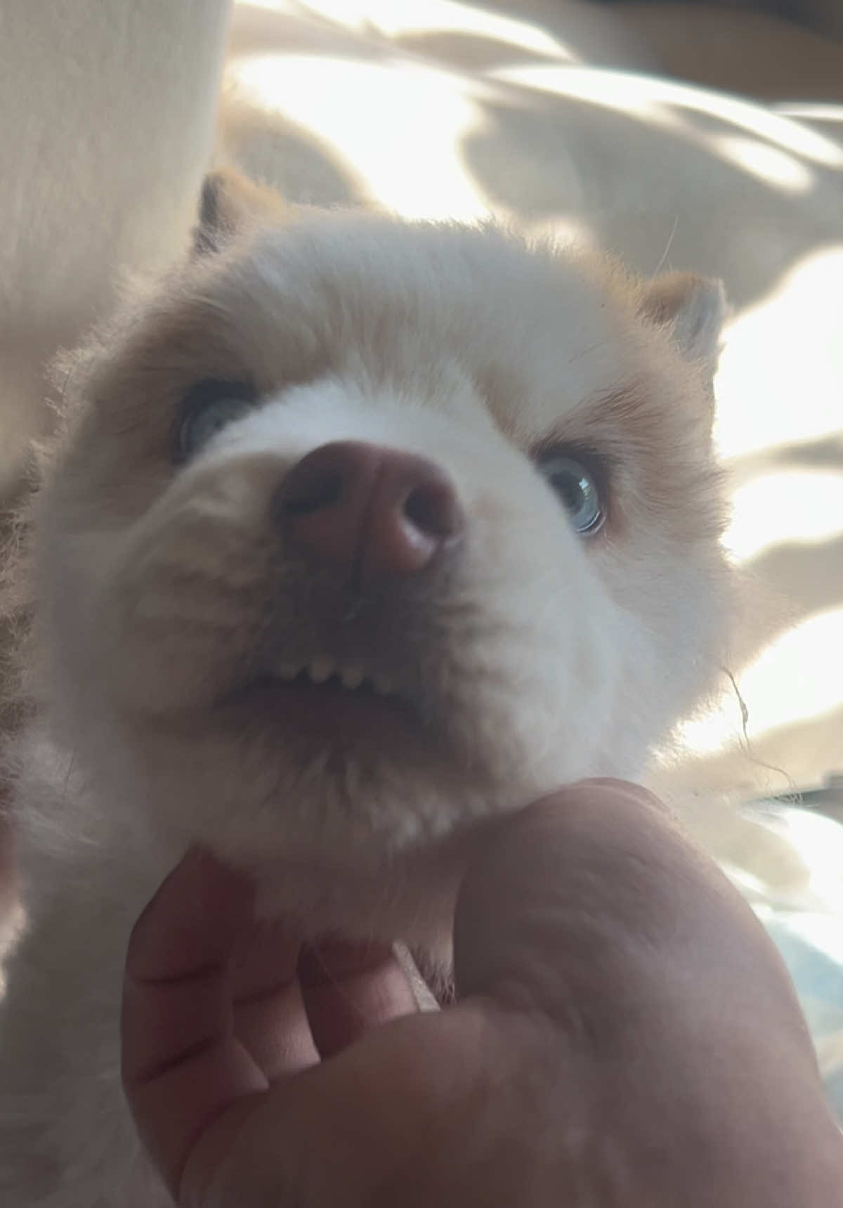 @🐺MiFamiliadehuskies🐾