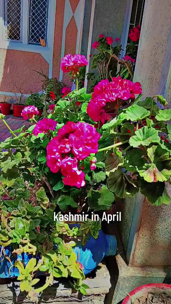 @Vlogs by Rabia 🌼🍁
