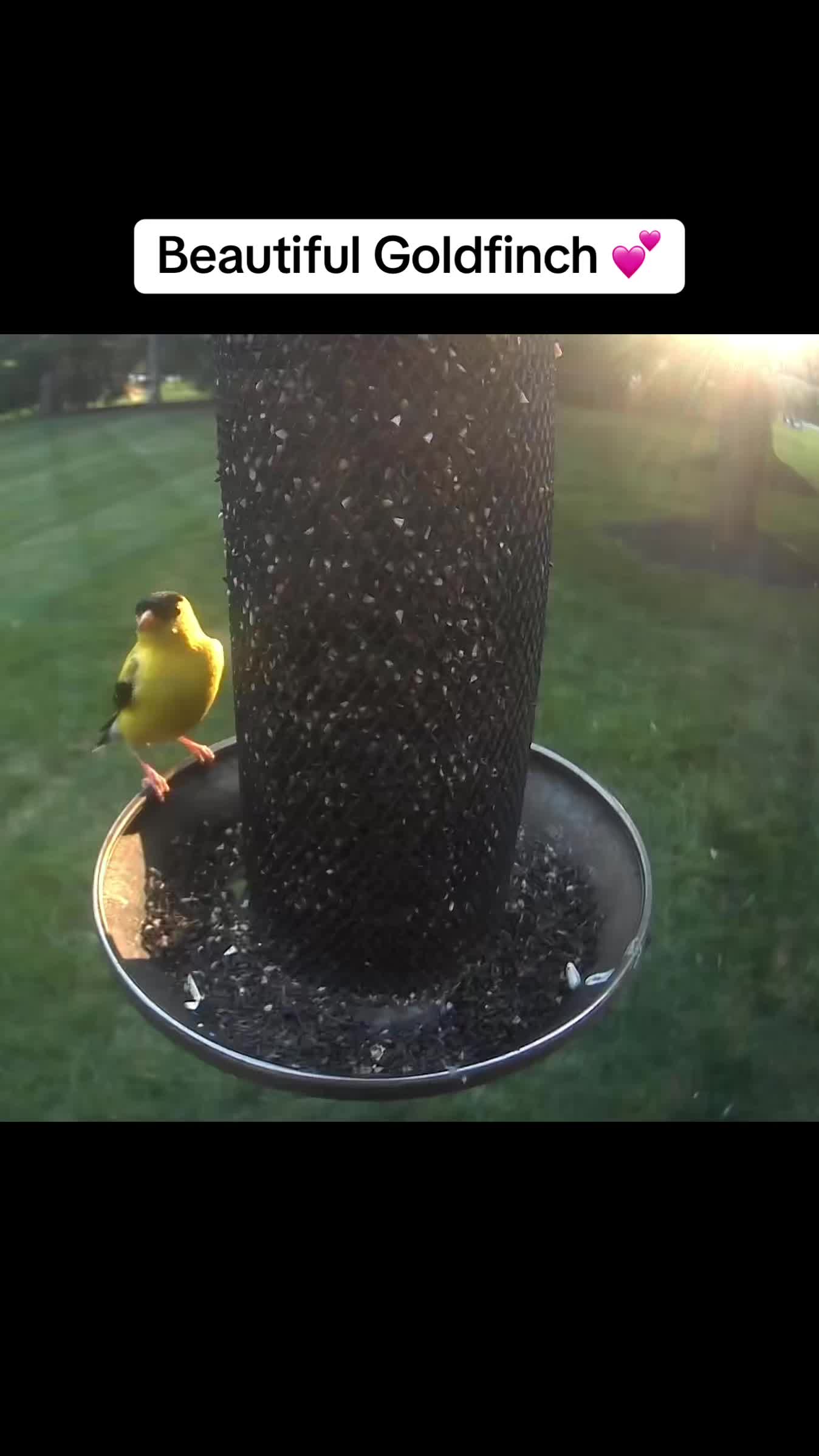 @geniebear&rsquo;s backyard birds