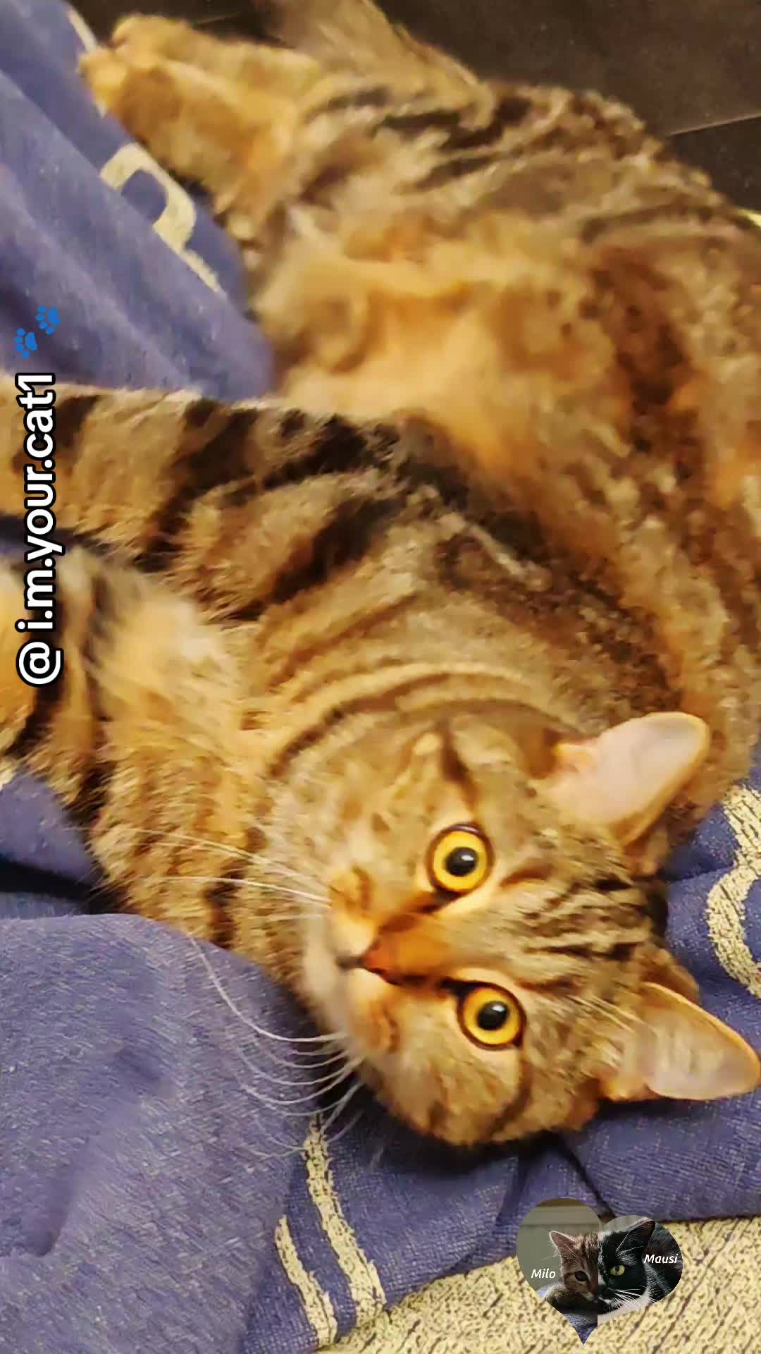 @𝓲.𝓶.𝔂𝓸𝓾𝓻.𝓬𝓪𝓽𝟭 𓃠