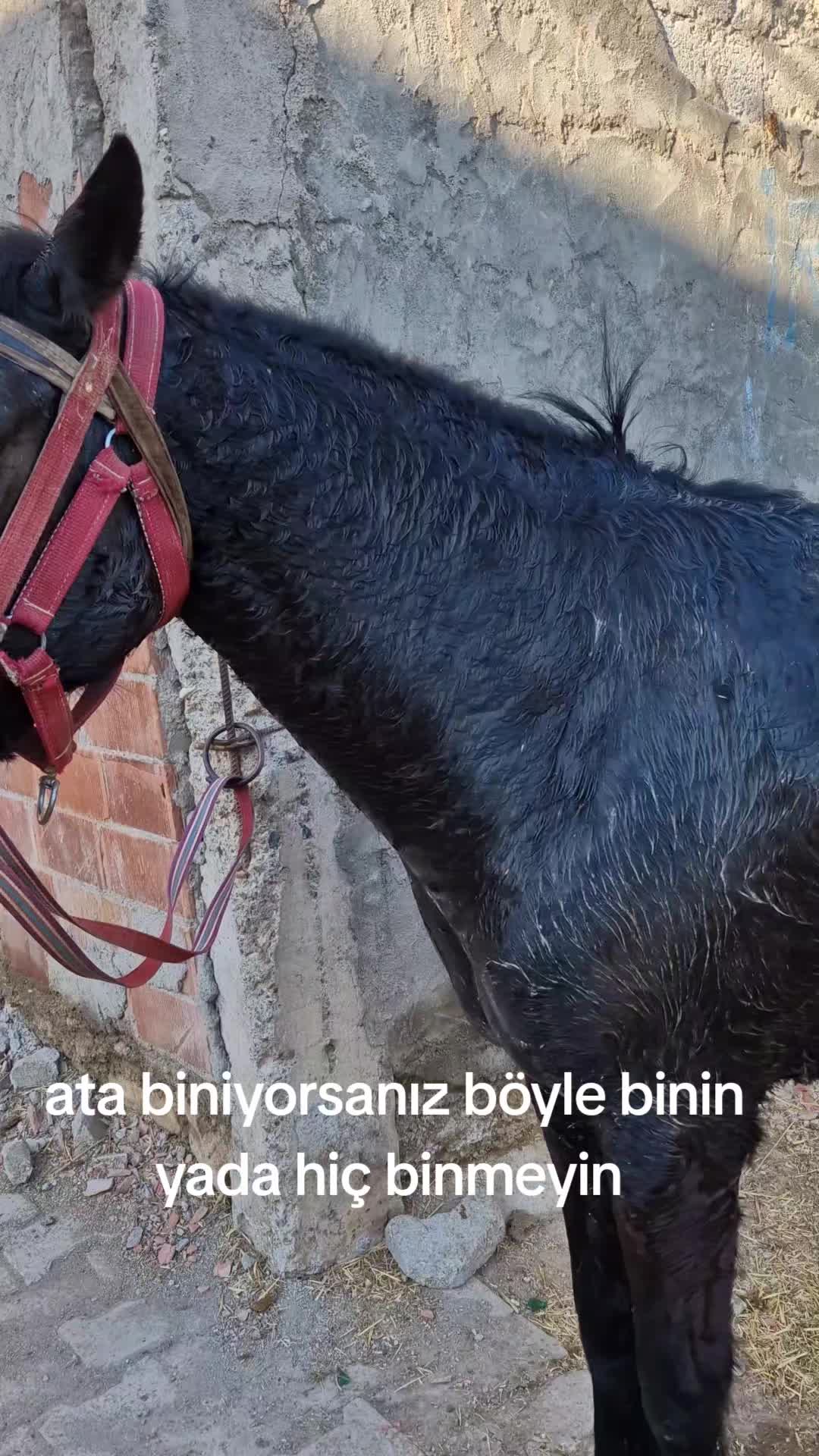 @can