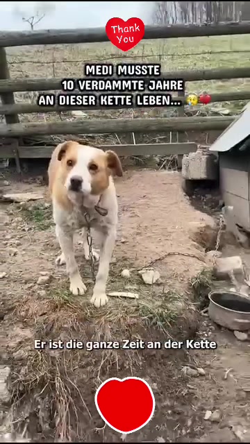 @㉦➢RLF🇩🇪