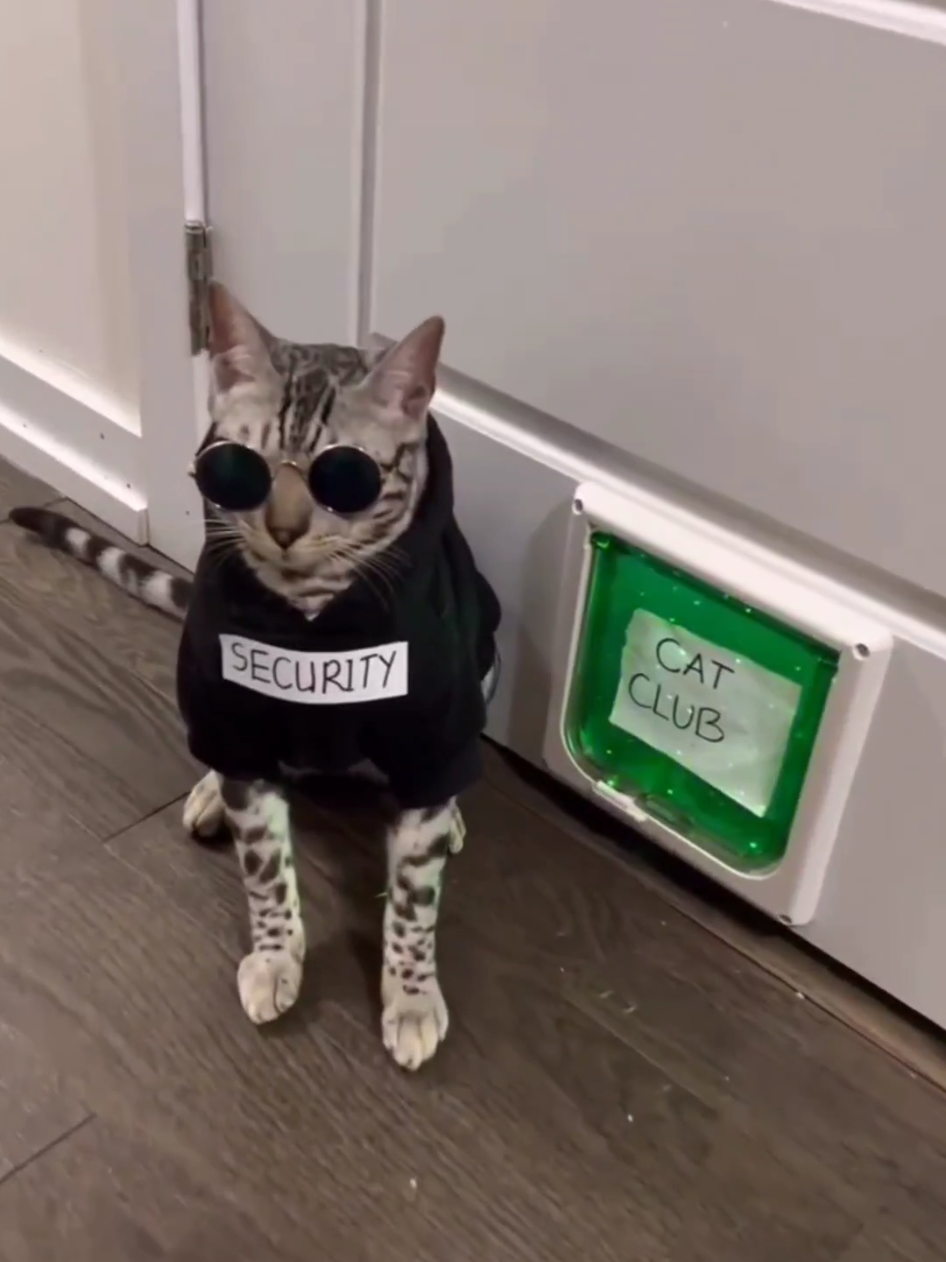 @funnyAnimals