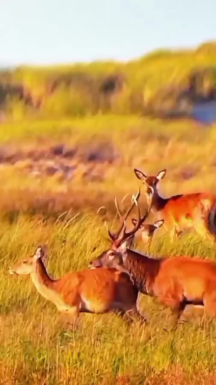 @Bull Elk Nation