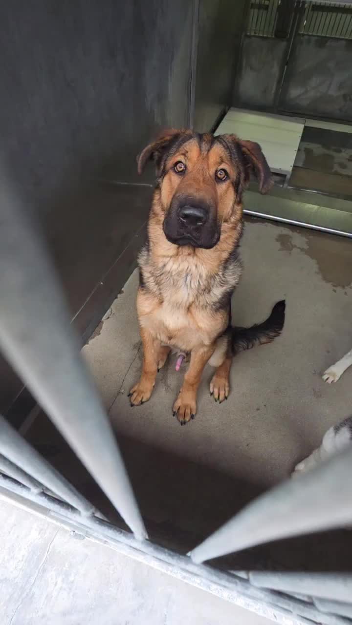 @Saving Mastiffs