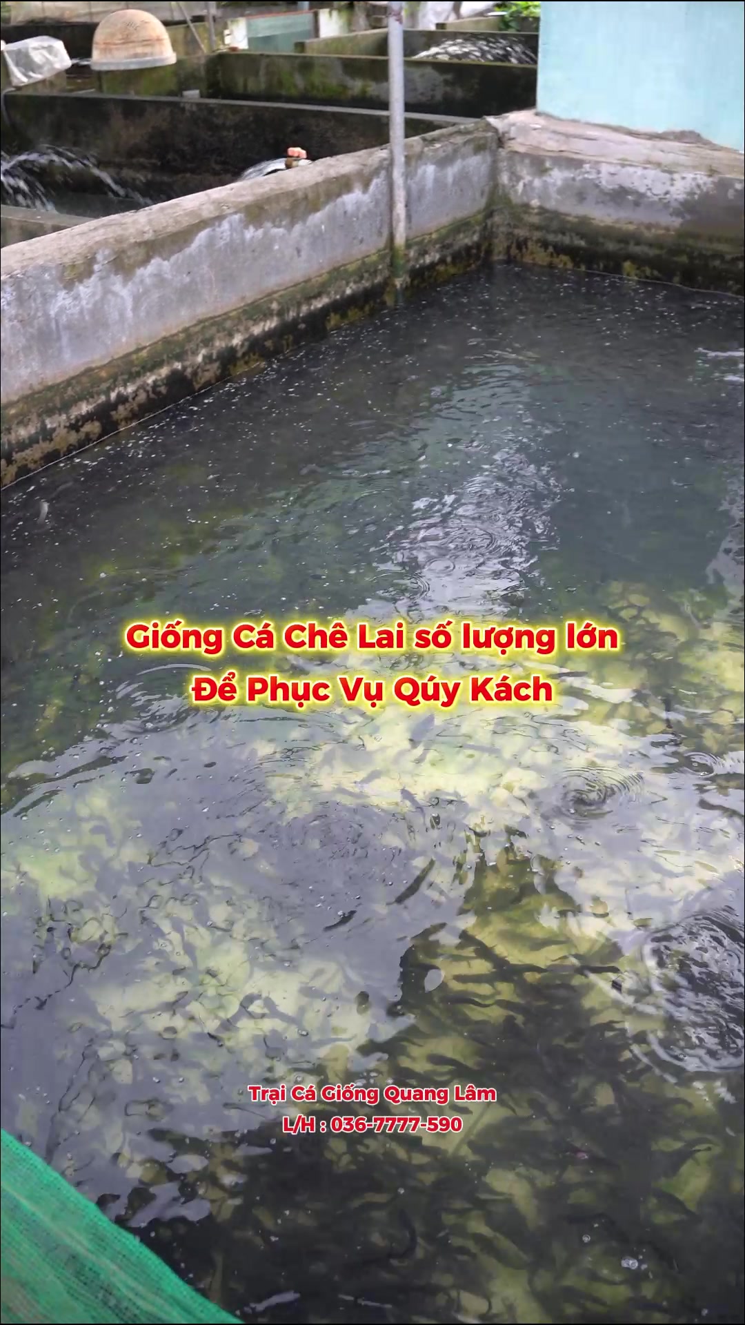 @Trại Cá Giống Quang Lâm