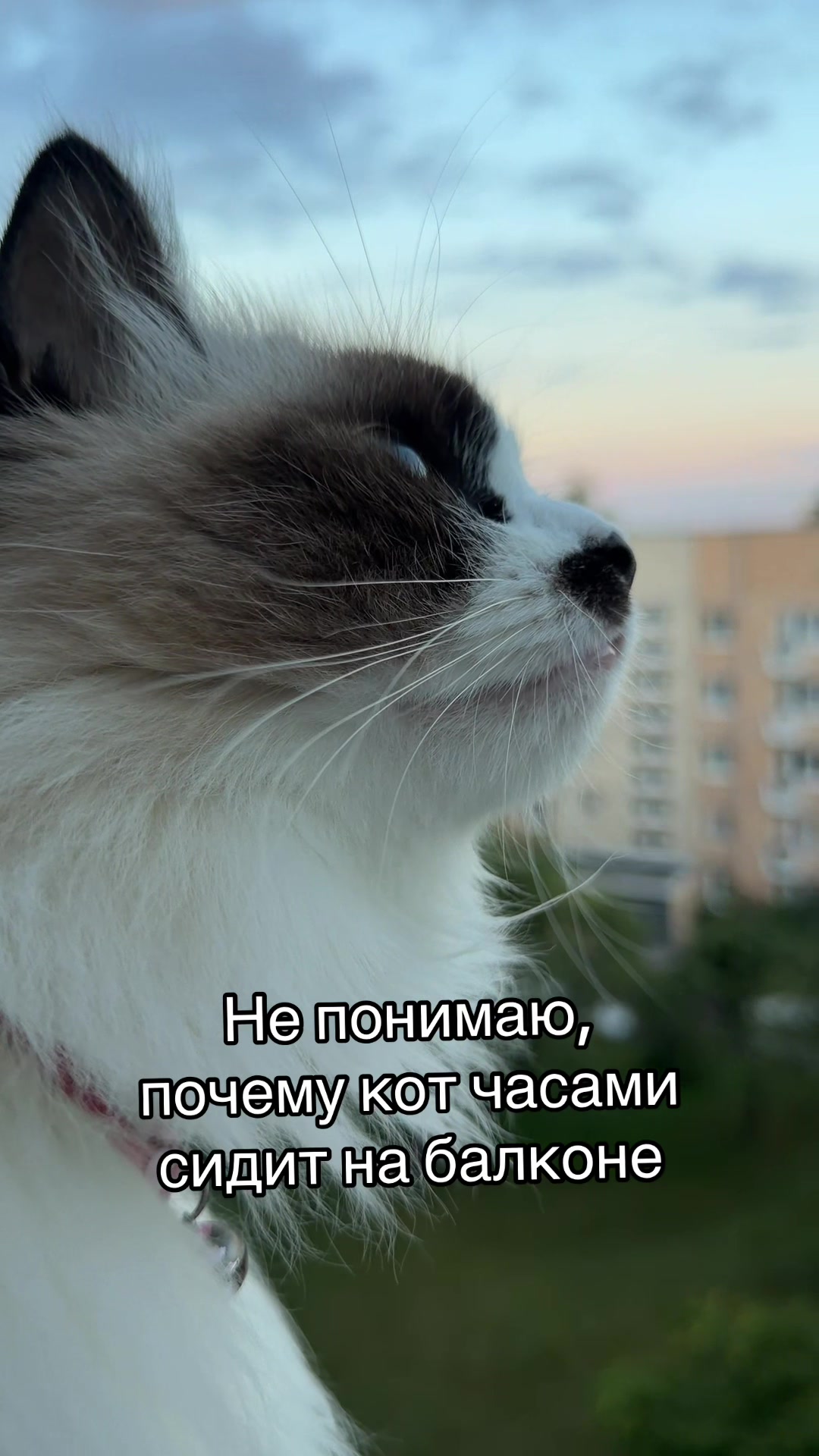 @Вероничка