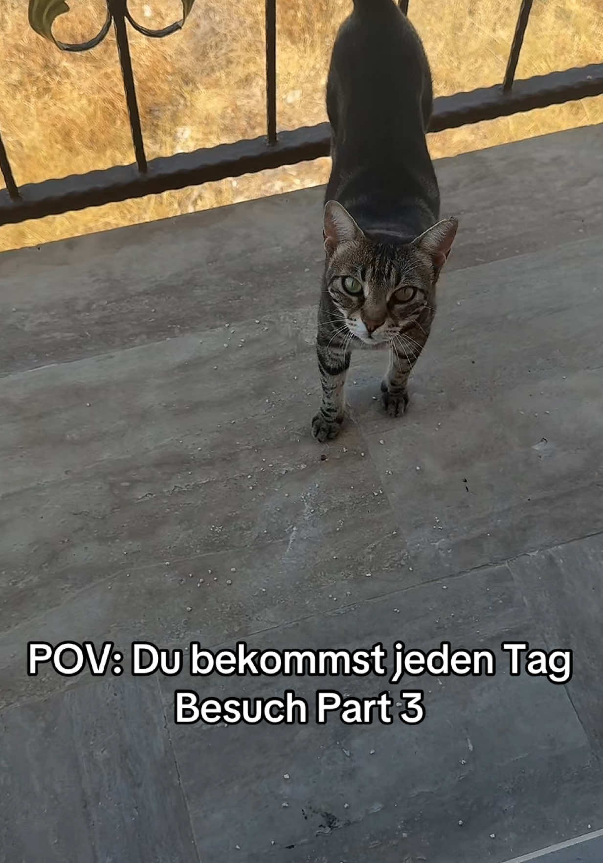 @๐ฒ๐๐๐๐๐๐๐๐๐๐๐๐๐