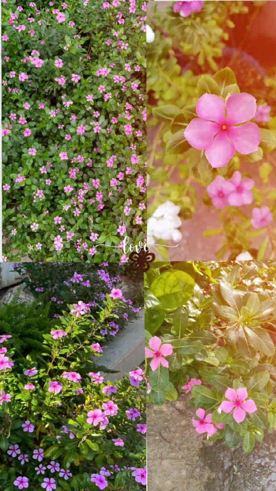 @ᴋʜᴀɴ ᴢᴀᴅɪᴇ