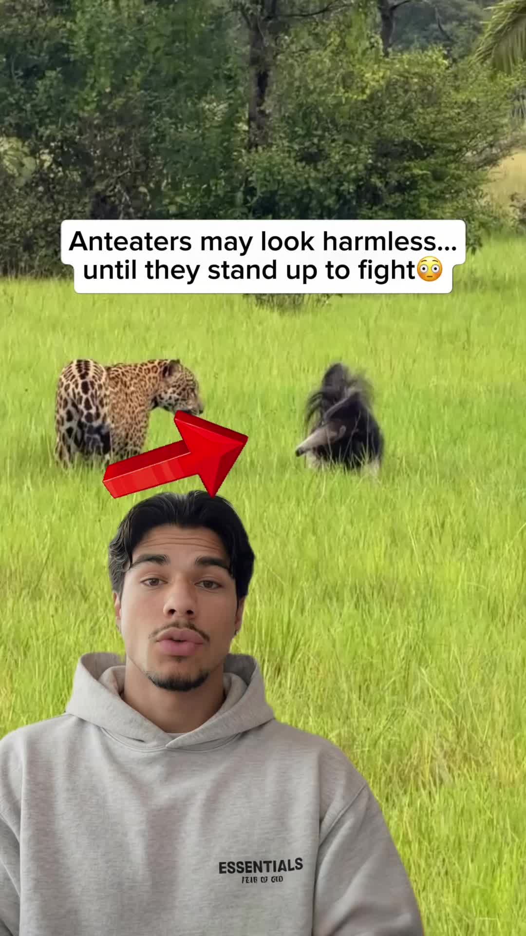 @Animal Code