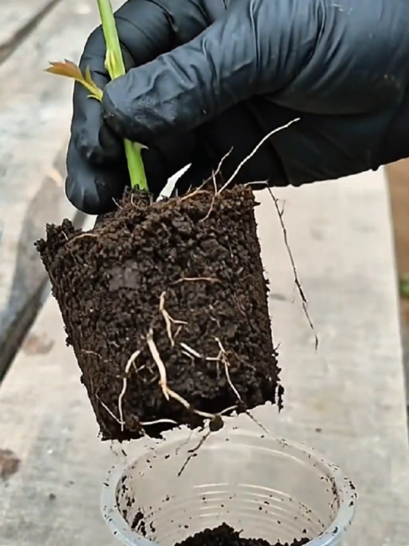 @PlantsLife