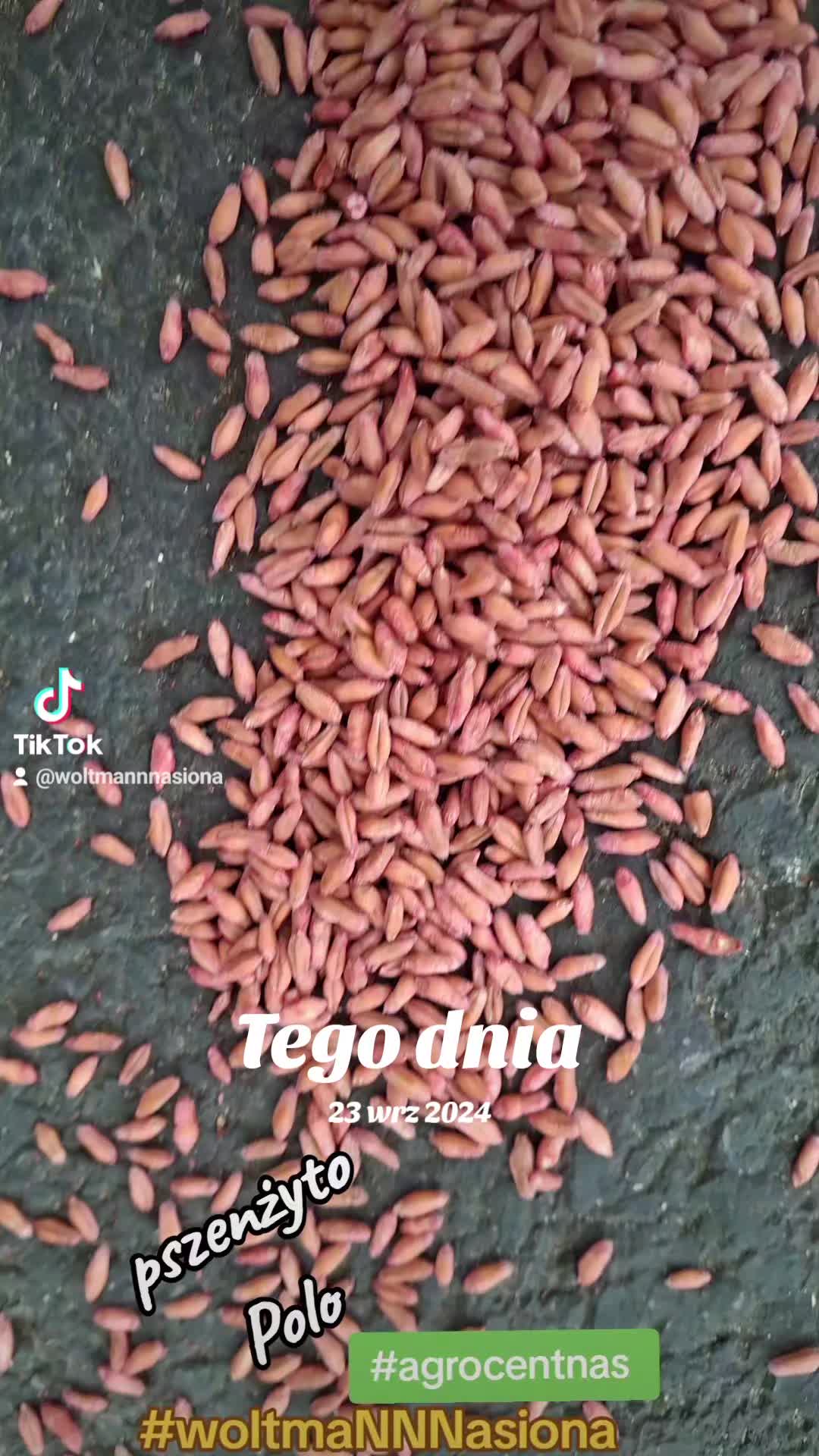 @WOLTMANNNASIONA