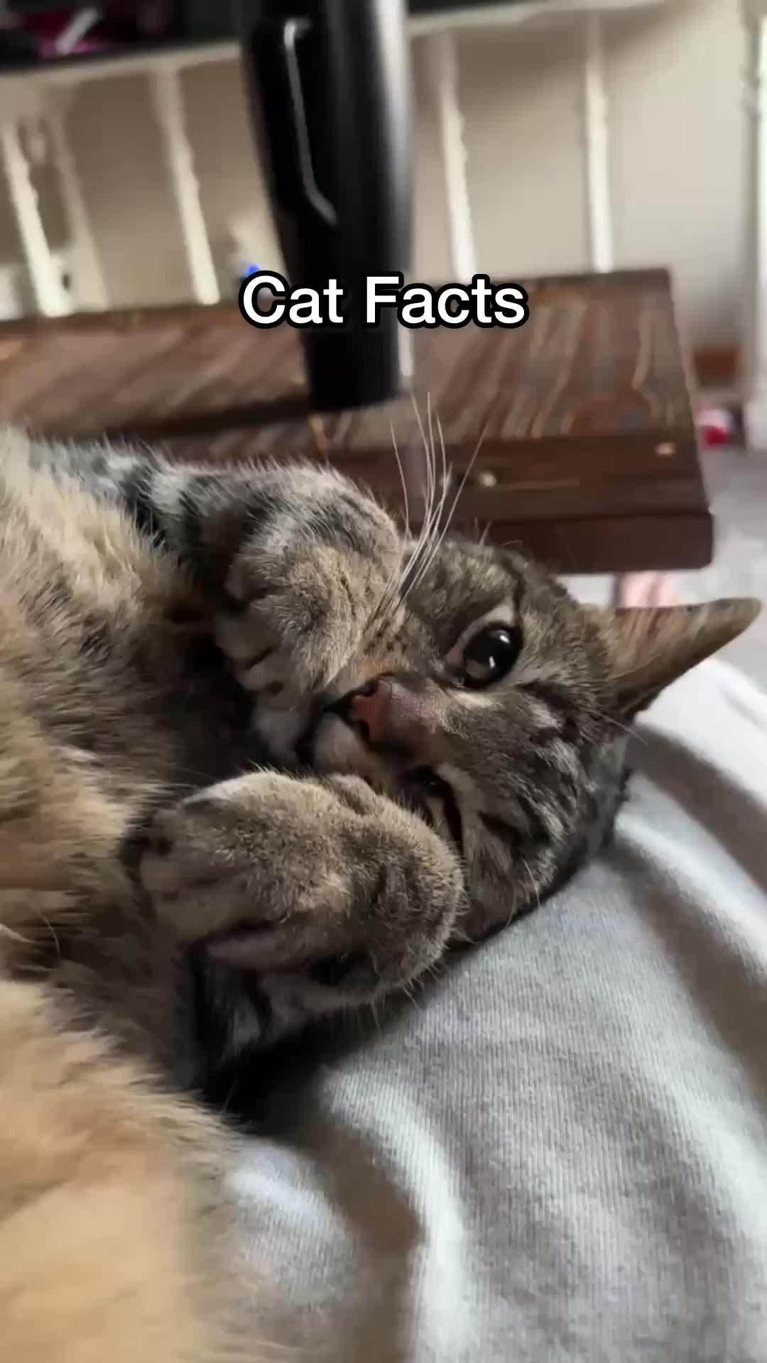 @Chip The Manx