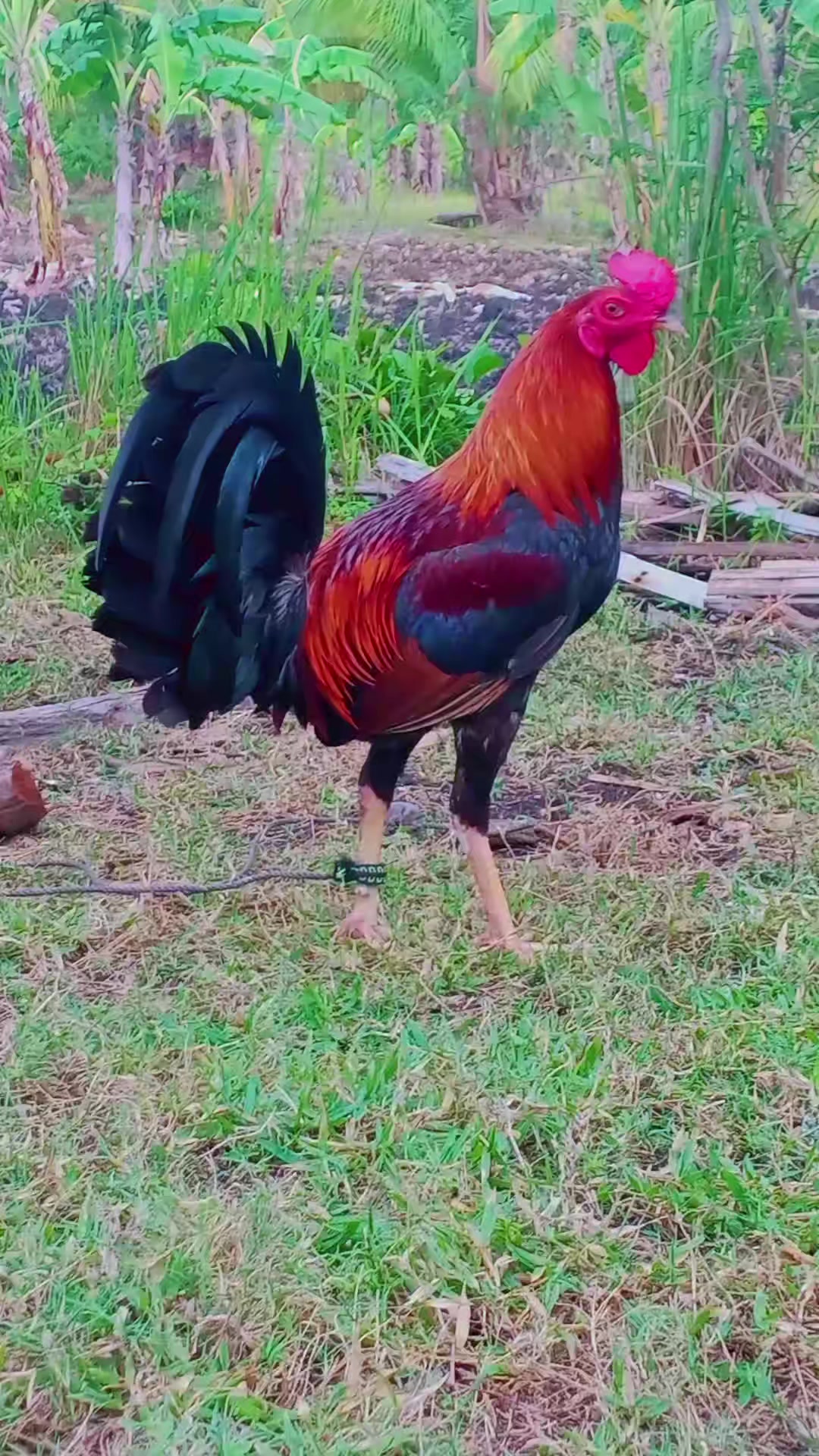 @BONALNOKK🐓