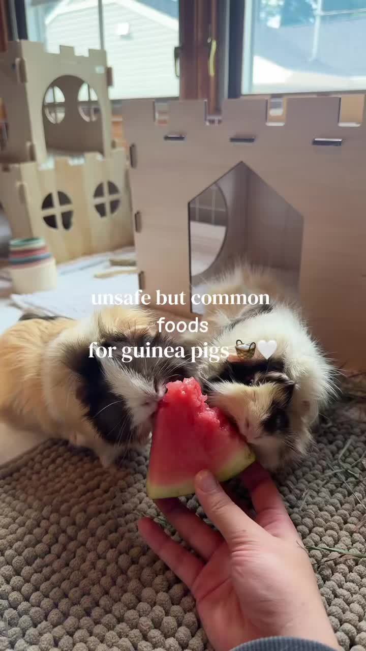 @alexa🤍🐾