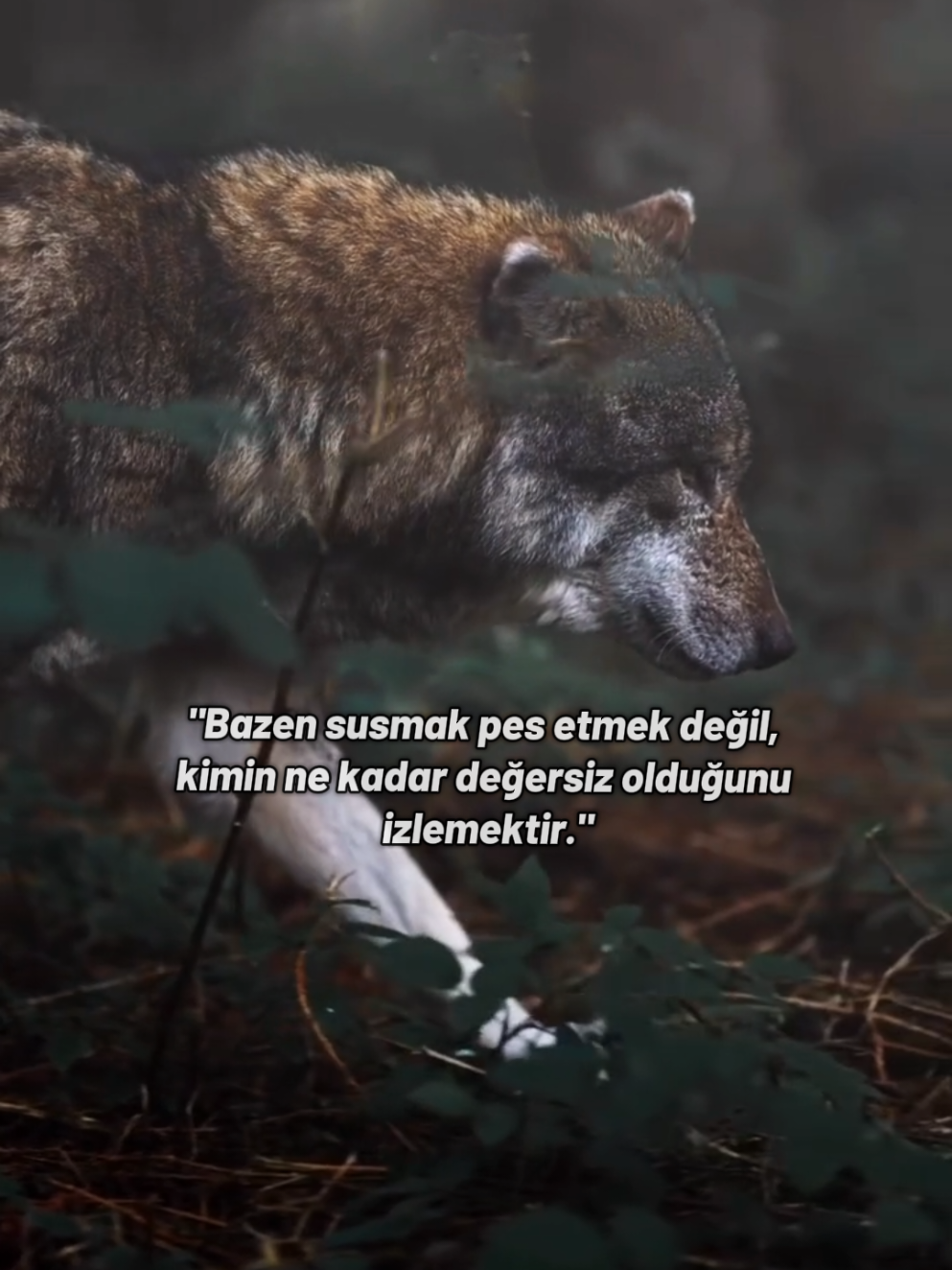 @HAYDAR &Ouml;ZEL