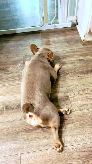 @prettyboykennels