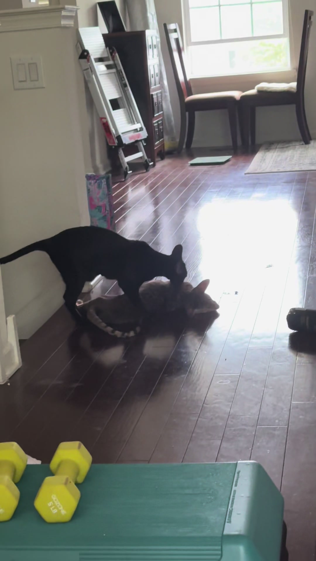 @hobbikats