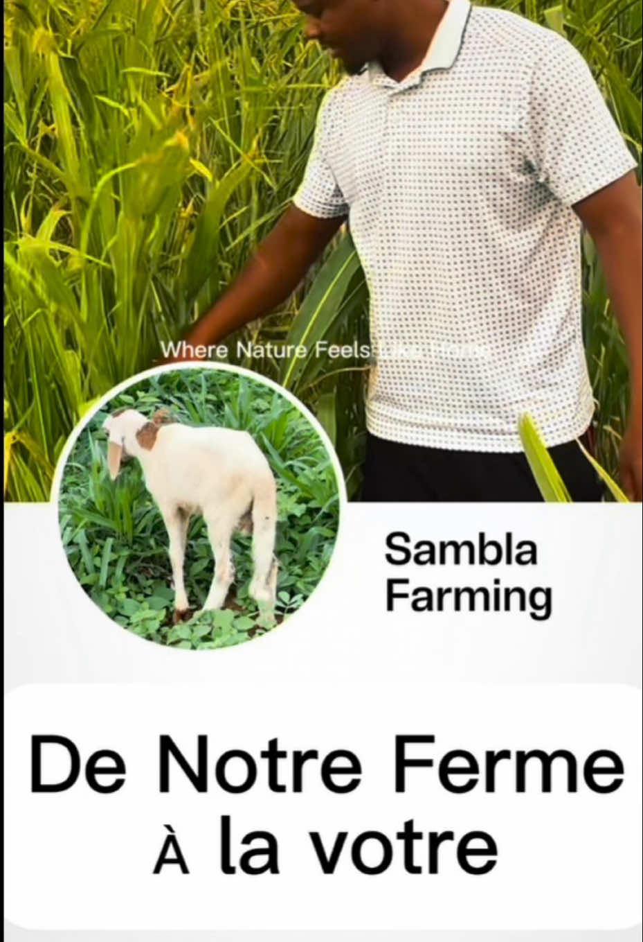 @Sambla Farming