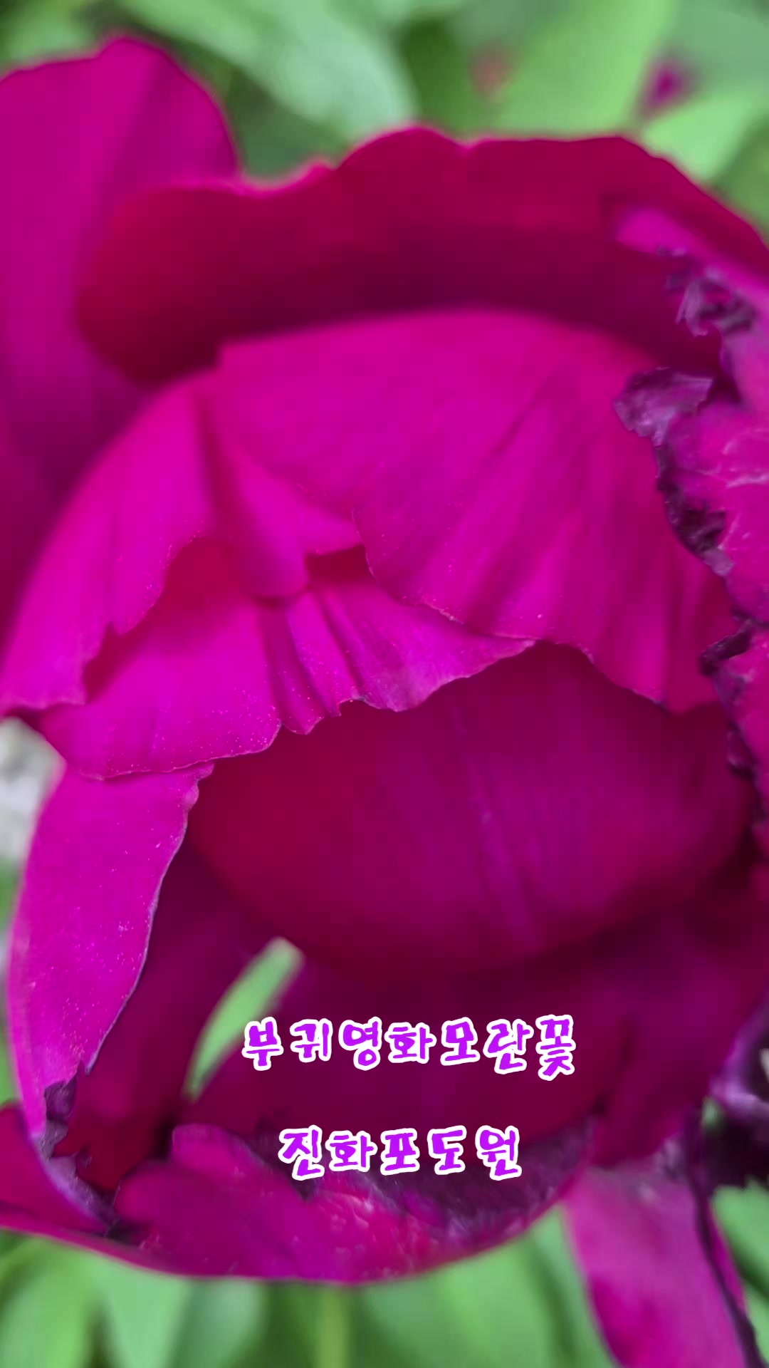 @진화포도원