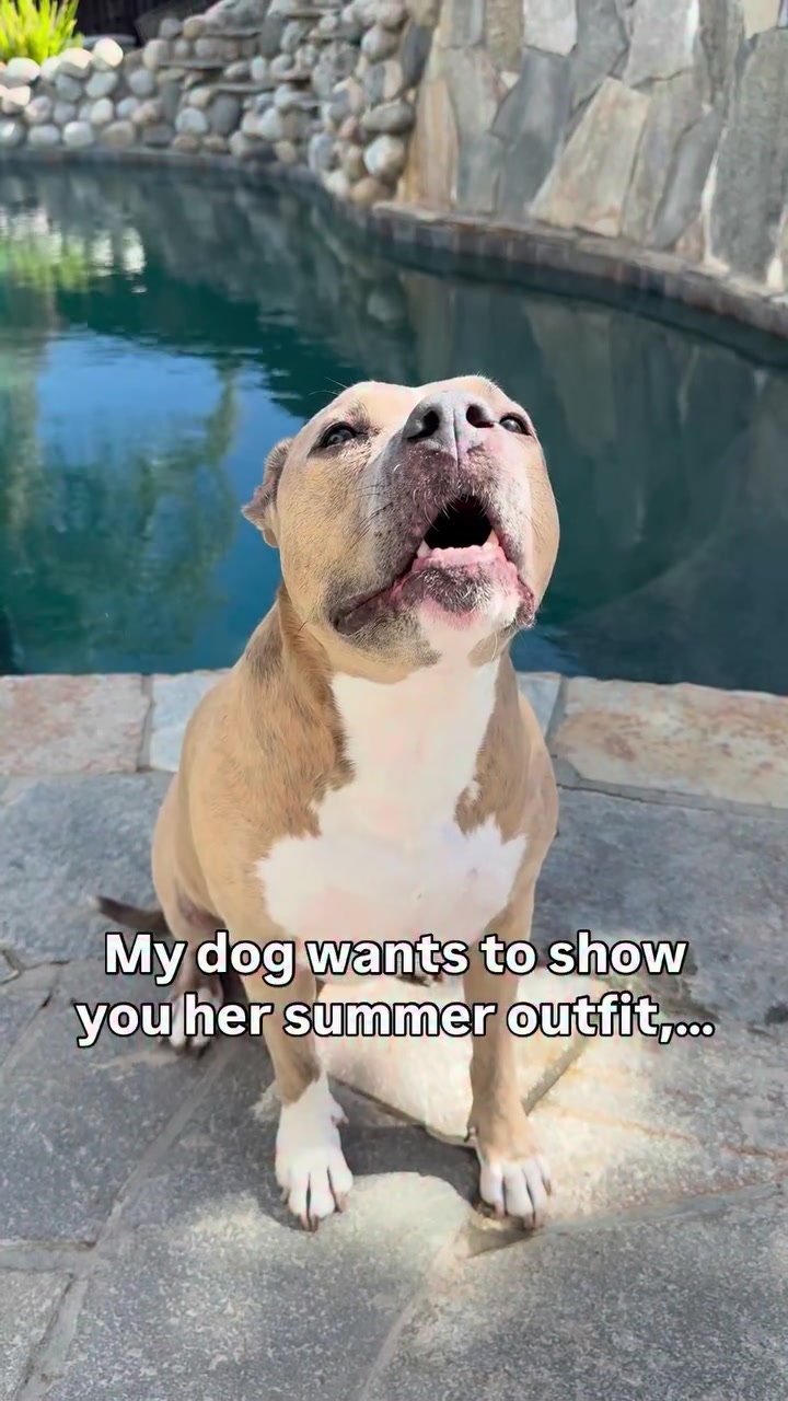 @Indie.pittie