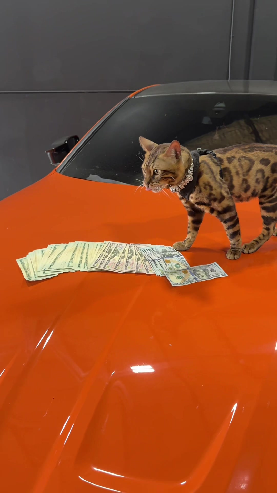 @Bengal Cats