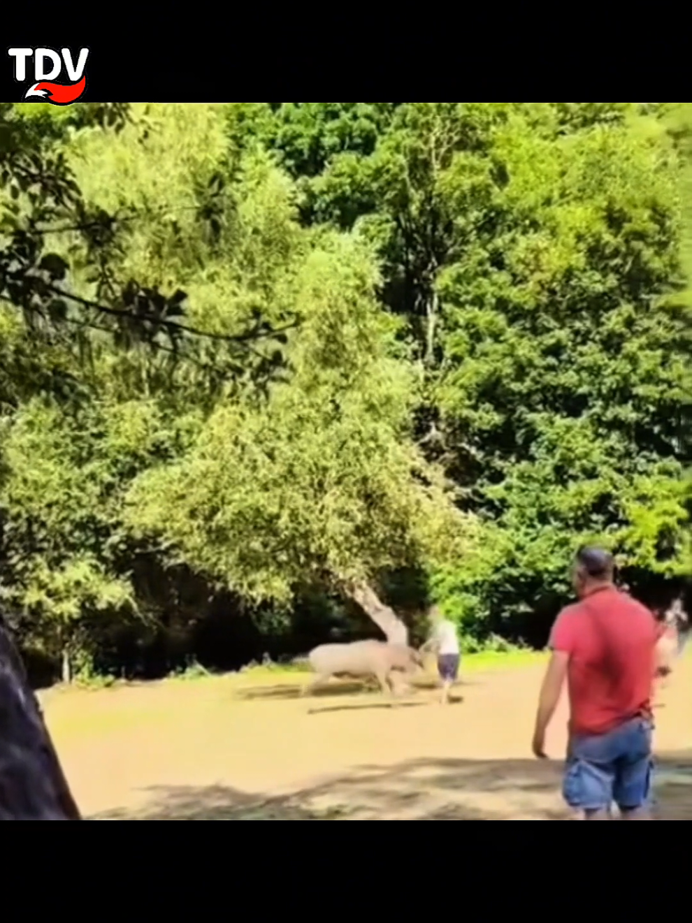 @RealVolpe 🦊