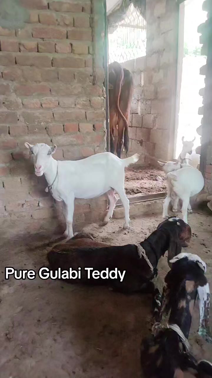 @M Mubashir Khan